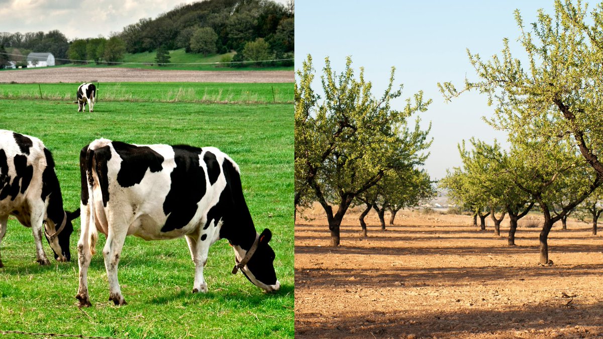 It takes 8 gallons of tap water to produce 1 gallon of real milk.

While we need 158 gallons of tap water to produce just 1 gallon of almond milk.

Whatever the reason hipsters are drinking almond paste mixed with seed oils, it shouldn't be to save the environment.

Almond