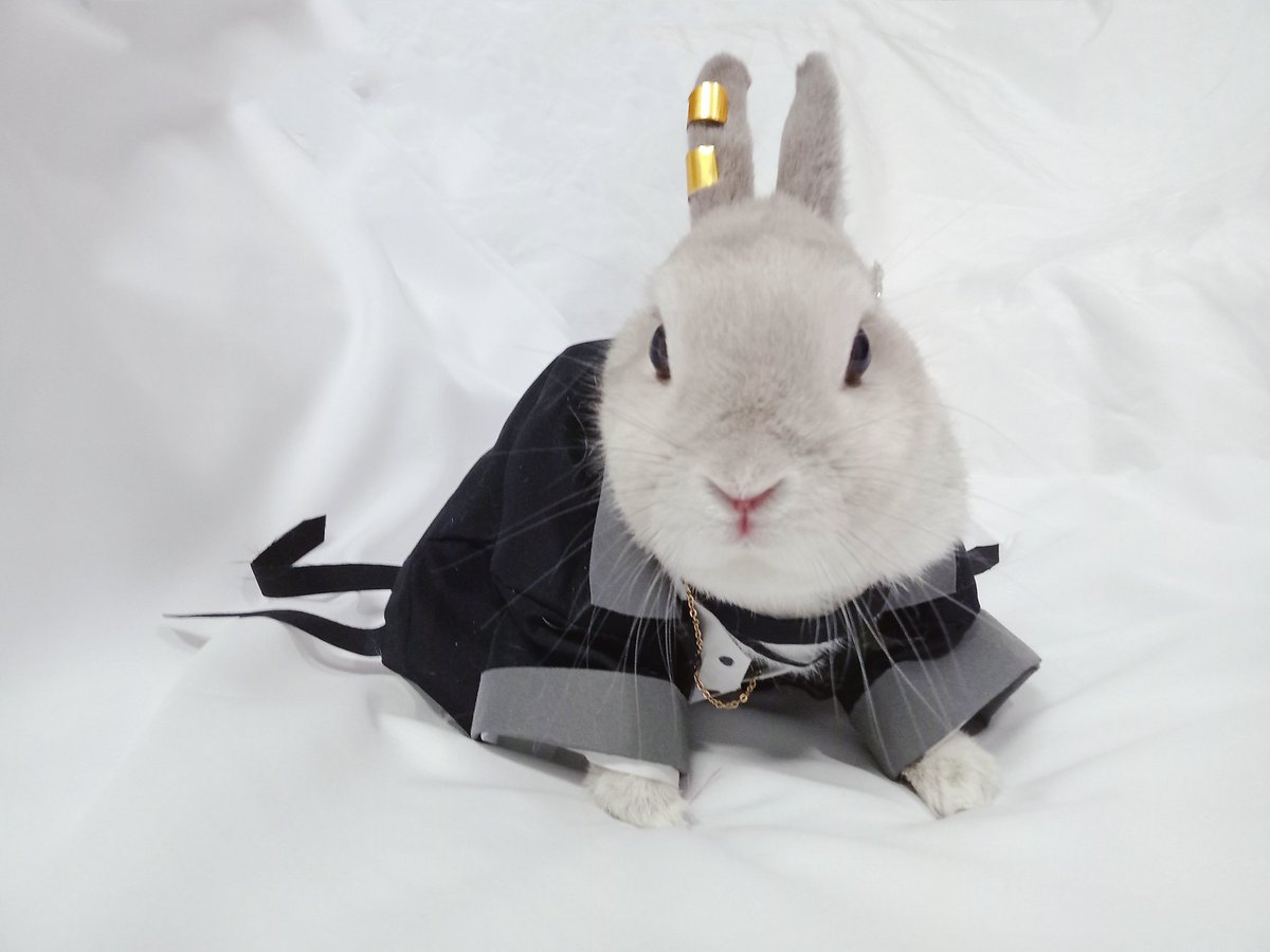 蘭萌皇🐰バイラン皇帝 tweet media