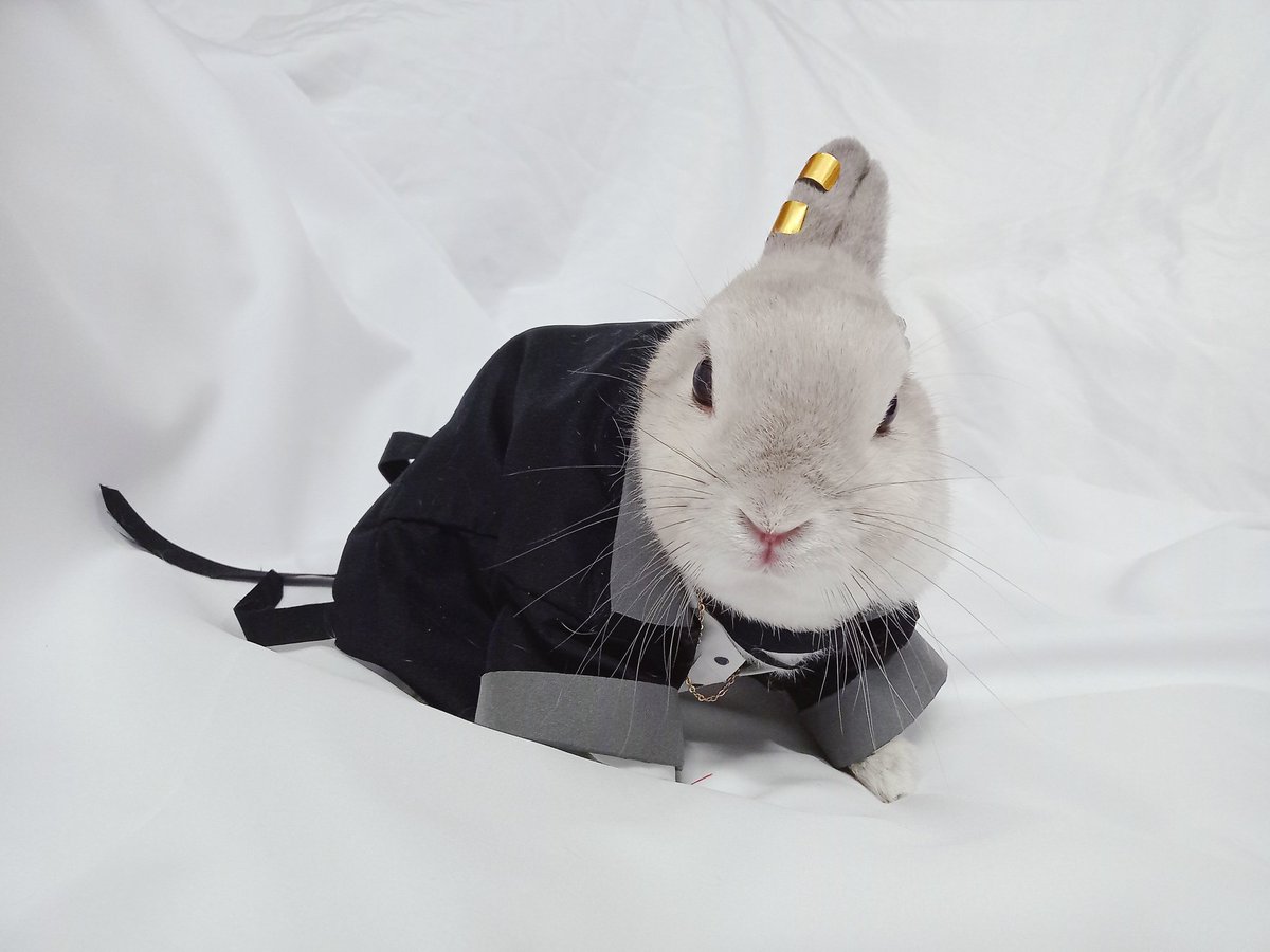 蘭萌皇🐰バイラン皇帝 tweet media