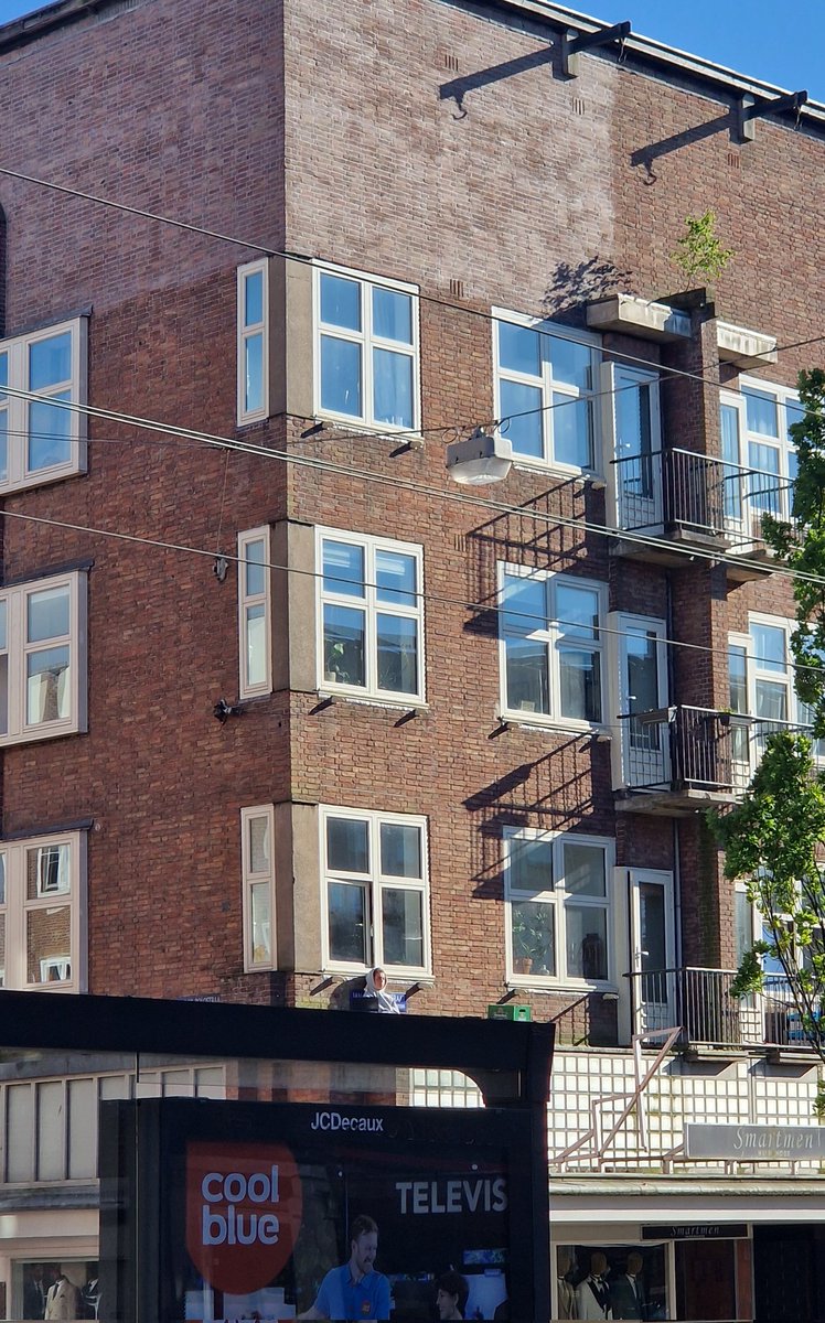 Dit boompje in de Jan Evertsenstraat groeit waar het eigenlijk niet kan.
#natuur #Baarsjes