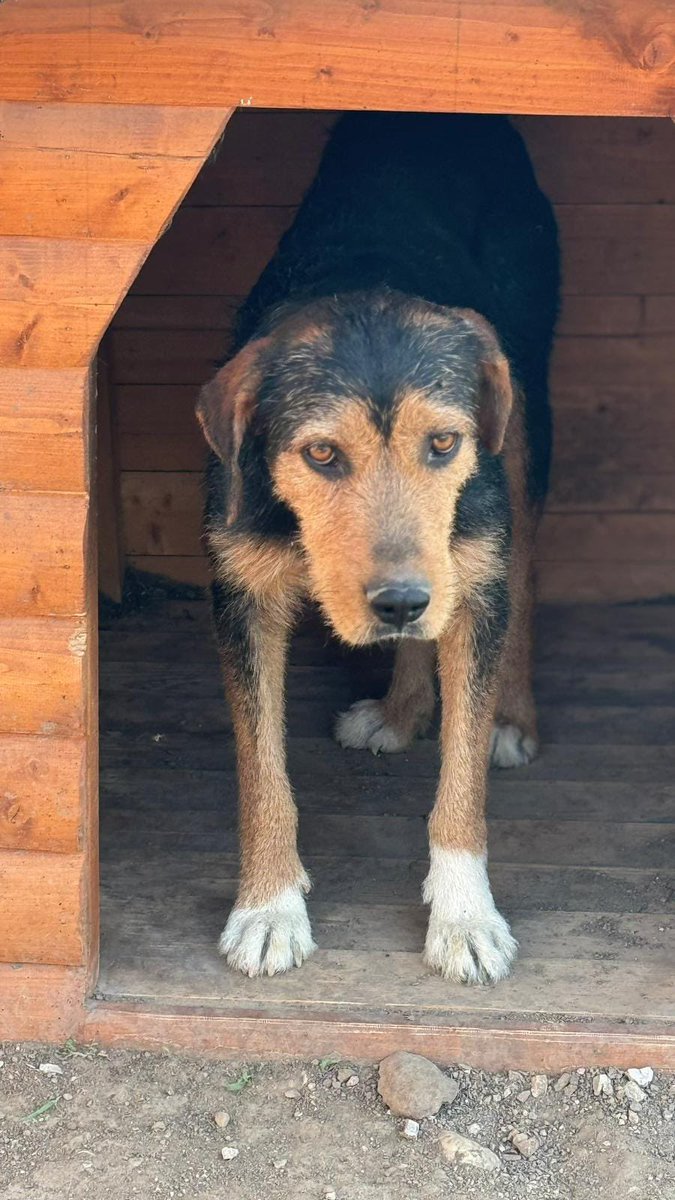 patiarkadas's tweet photo. Barınağa atıldığından beri yemeden içmeden kesilmiş bir barak terrier. 1 yaşında en fazla  kısır  kulübeden ayrılmıyor..bu gidişle hastalanacak...Lütfen elbirliği ile Barınaktan çıkaralım bir yuva bulalim Çanakkale whatsap 0545 943 58 34

İnstagram @ayvacikcanlari https://t.co/JKMHcasvfG