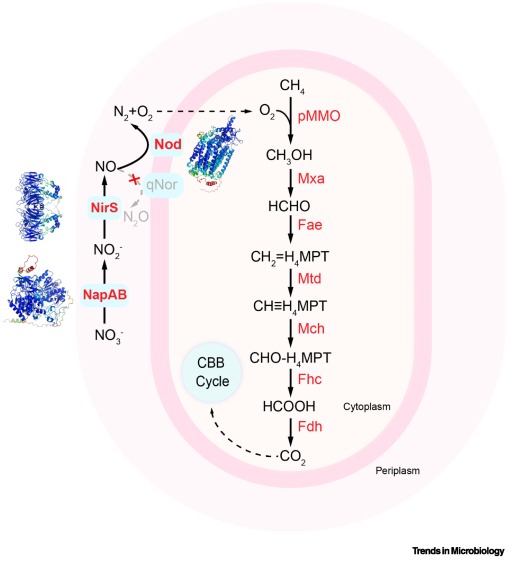 TrendsMicrobiol's tweet photo. Methane-dependent denitrification by Methylomirabilis: an indirect nitrous oxide sink? https://t.co/ou3h3wPl3j https://t.co/7qeCccu3Vz