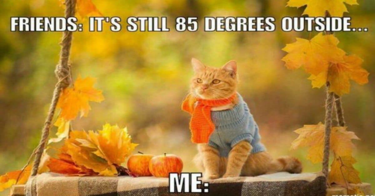 Michaelyn_P's tweet photo. Happy Fall, Ya’ll! | Fall Memes Featuring Pumpkin Spice https://t.co/MONnJ50Fiv https://t.co/PaEBrqf4vP