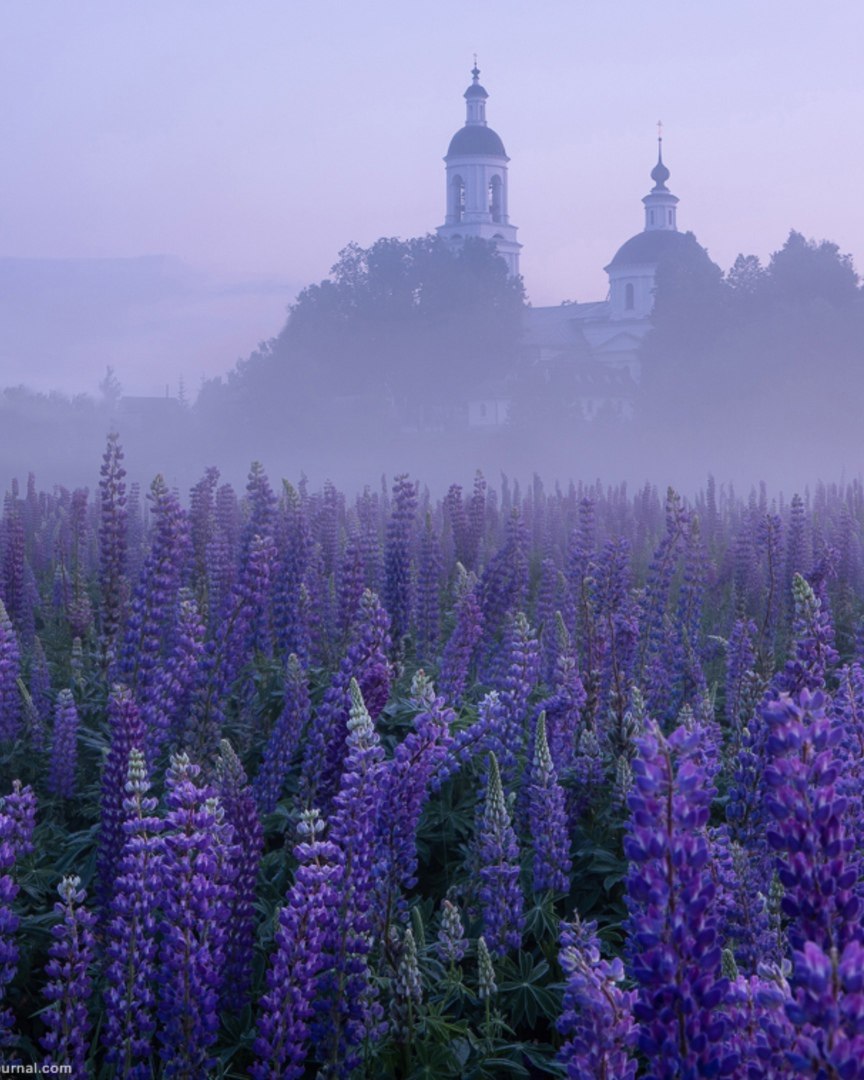 Люпины во Bлaдимиpcкой облacти