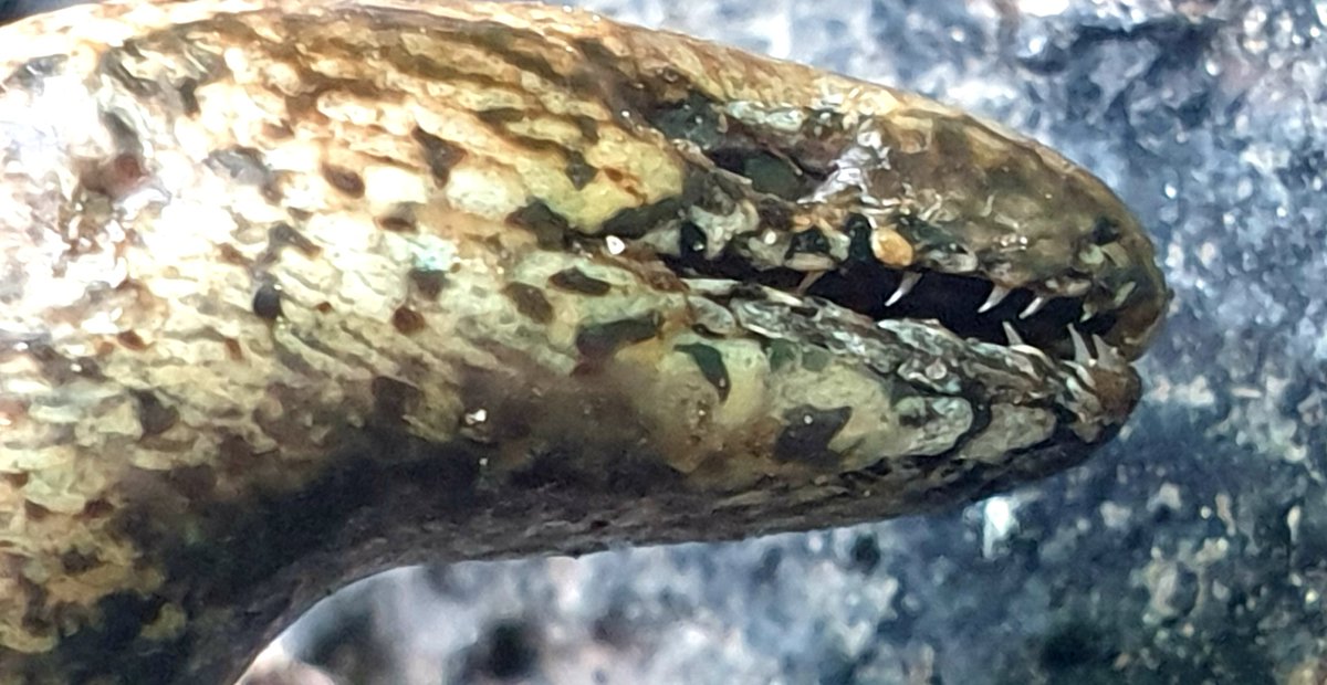 Darren Naish tweet media