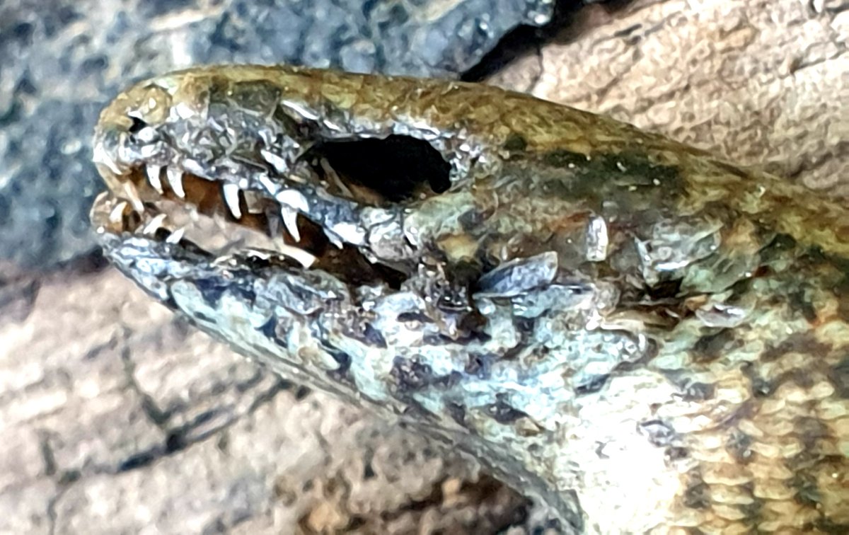 Darren Naish tweet media