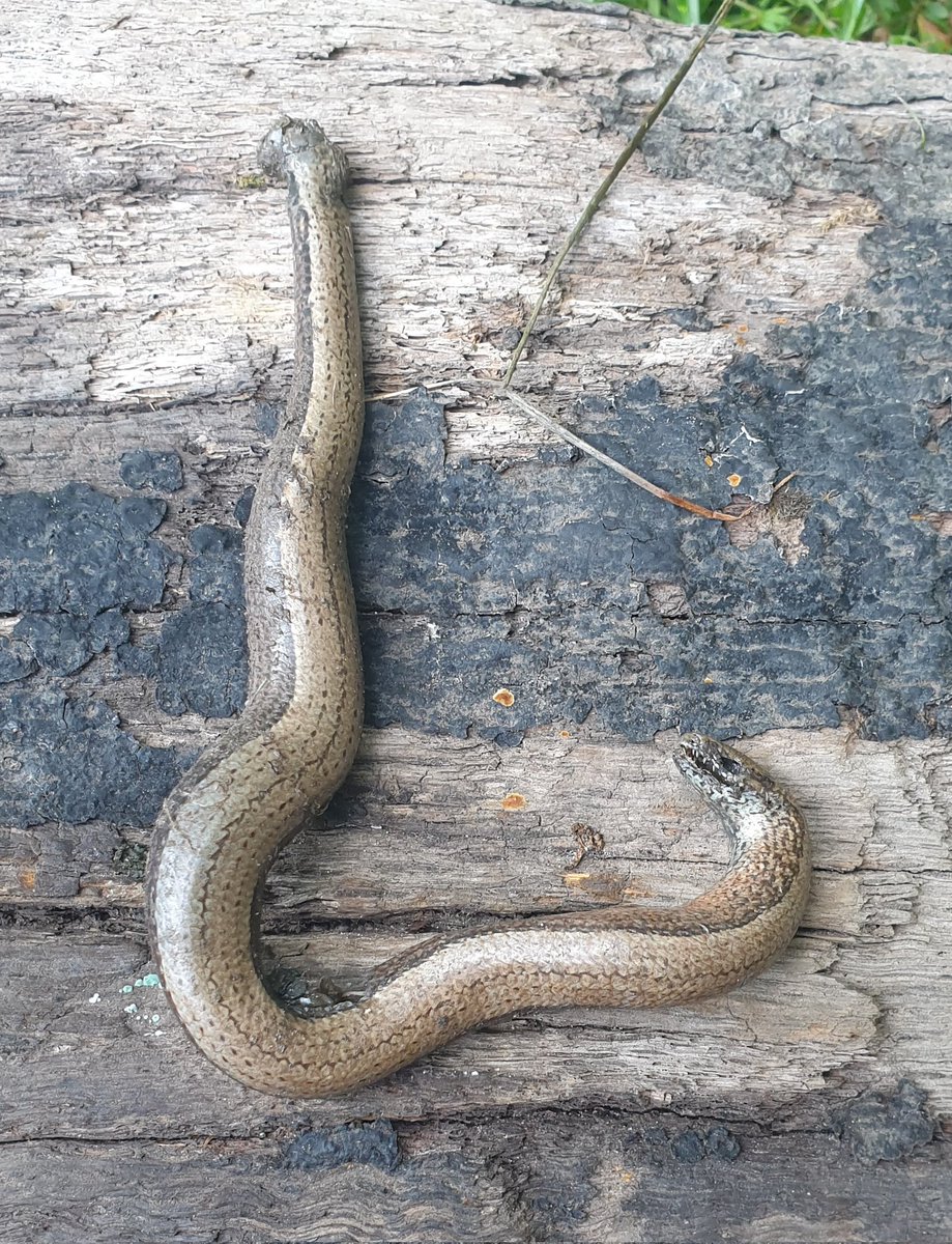 Darren Naish tweet media