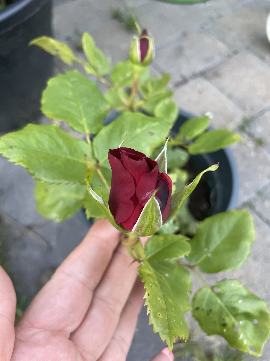 janet7622's tweet photo. @stcuthbertsns When Lola gave me a rose in her leavers assembly I thought I would try and grow it. 2 years on and we got our first flower.  It’s true what they say “everything grows with love” 🌹❤️ https://t.co/D2FGCVqwnb