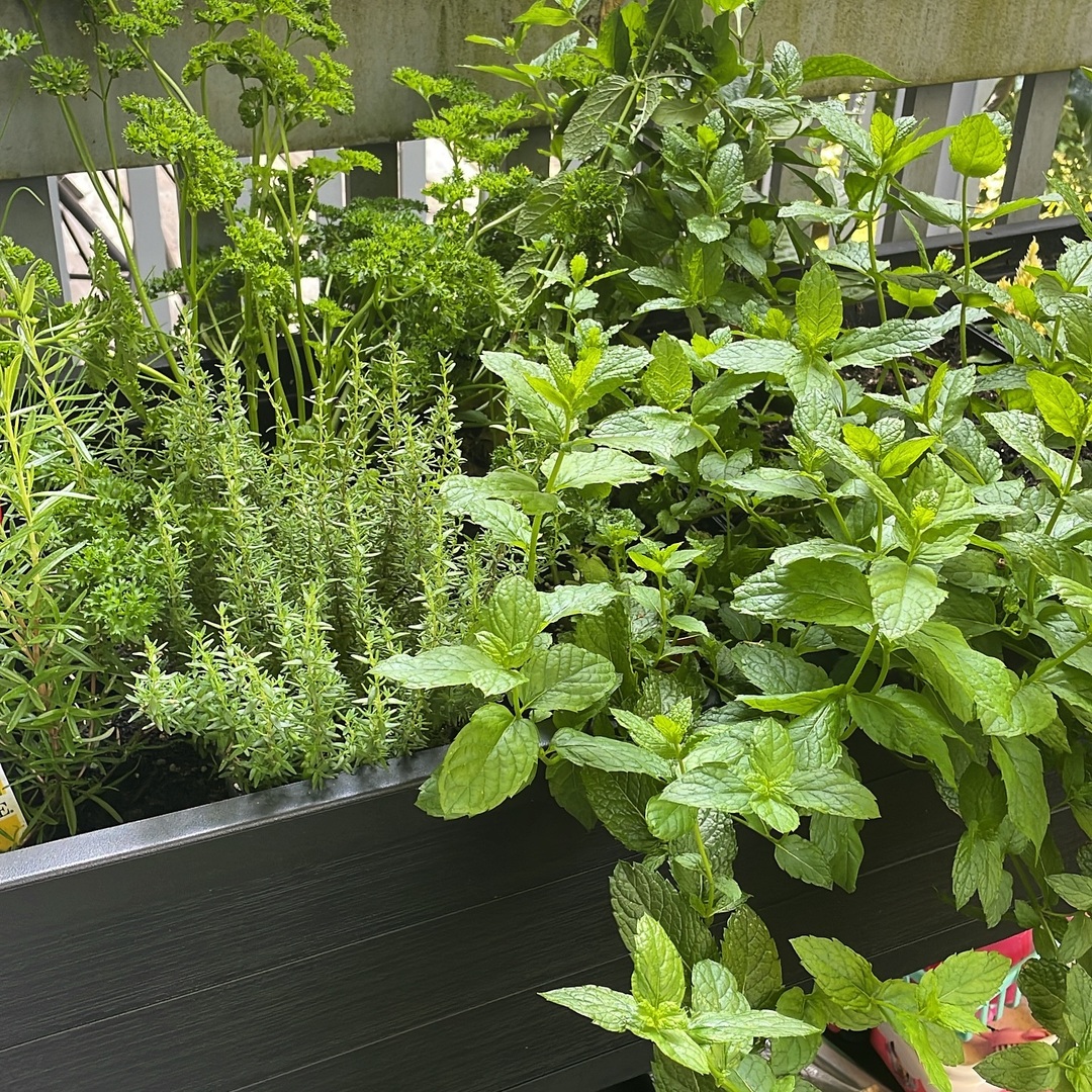 Chris Golden tweet media