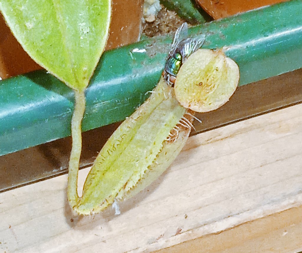 lallu89's tweet photo. #nephentes #plants #piante #mosche #Piantecarnivore #Carnivor #green #nature #NaturePhotography https://t.co/JpRRFLJXyt