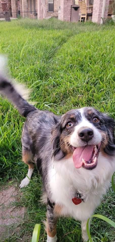VirajAsher's tweet photo. @dsceditor Many many congratulations, Graham!! It was so sad hearing about Oscar's tragedy. 

Tennessee says hi Tika! https://t.co/McPPcJdgCi