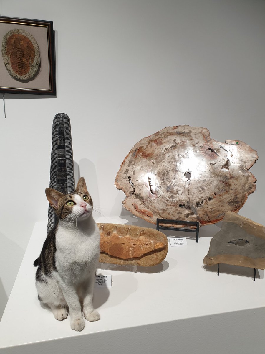 Bu adamlar nereye bakıyor filmindeki gibi bu kedi nereye bakıyor diyor ve kediyi ünlü yapmanızı istiyorum hadi destek harika çekmemiş miyim resmini🤭😍