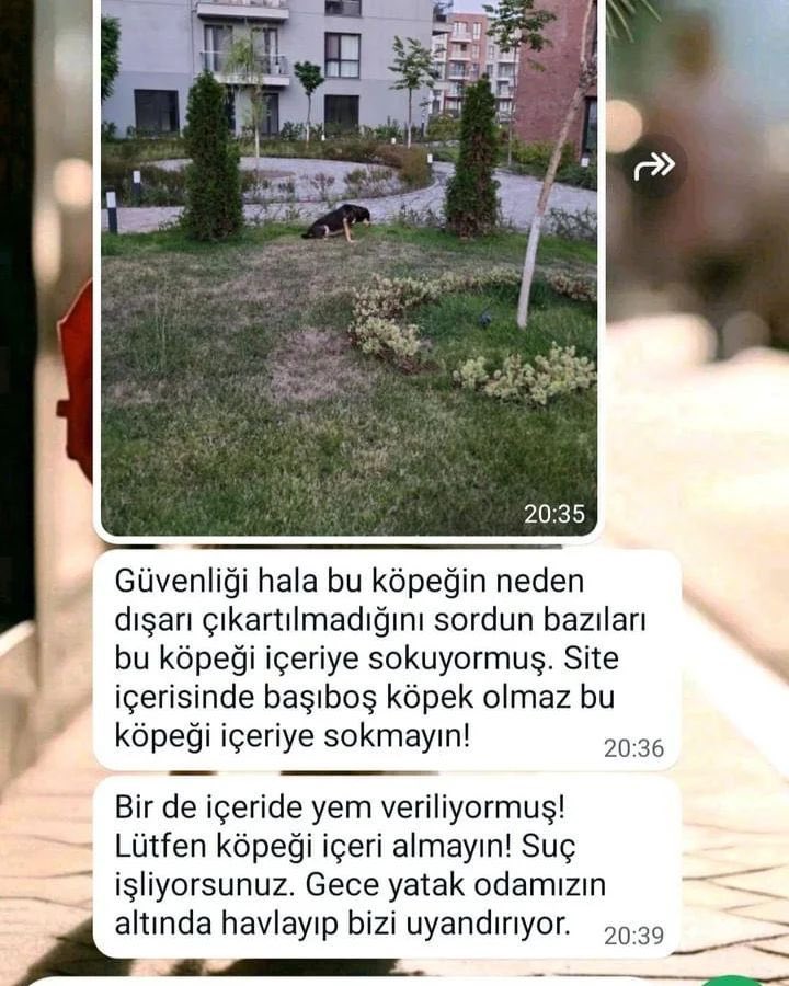 patiarkadas's tweet image. Merhaba istanbul sancaktepede site bahçesinde baktığım köpek  pulsarı sitdekiler istemiyor, sürekli şikayet ediyorlar çocukta çok uysal, barinaktan gelseler ilk onu alırlar. Stüdyo dairede yaşıyorum bursadaki aile evimde 6 engelli kedim var. İnanın ben alabilsem asla yer aramam…