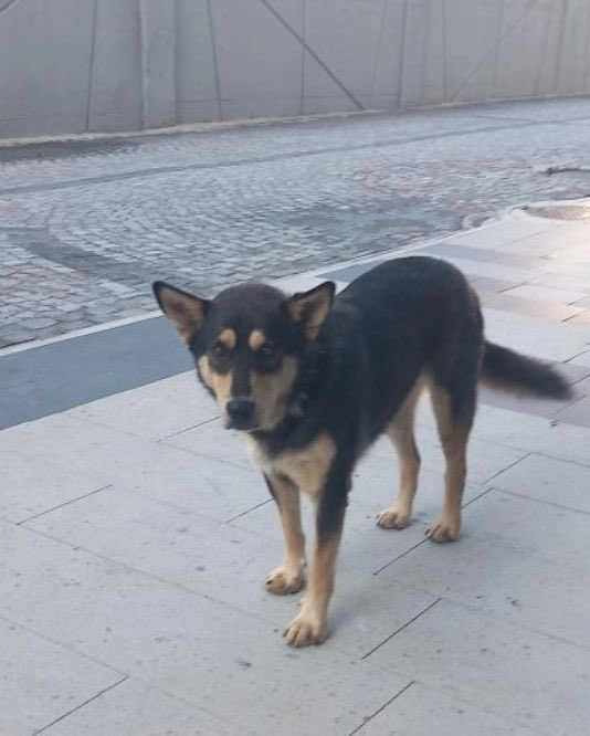 patiarkadas's tweet image. Merhaba istanbul sancaktepede site bahçesinde baktığım köpek  pulsarı sitdekiler istemiyor, sürekli şikayet ediyorlar çocukta çok uysal, barinaktan gelseler ilk onu alırlar. Stüdyo dairede yaşıyorum bursadaki aile evimde 6 engelli kedim var. İnanın ben alabilsem asla yer aramam…