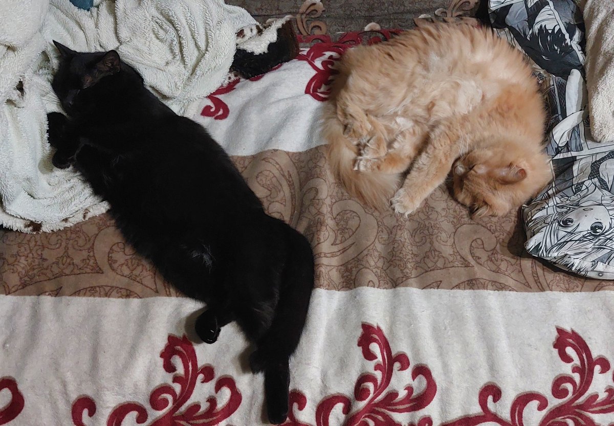 Ringeko_Mio's tweet photo. @M_OXOBA мои только в туалет ночью ходят и капают до тех пор, пока я не уберу за ними. а в остальном спят со мной до тех пор пока я не проснусь, даже если я встаю в 2 часа дня, будут спать вместе со мной.
но стоит мне выйти в туалет, то кровать сразу занята😆 https://t.co/VLTWLdKOzw