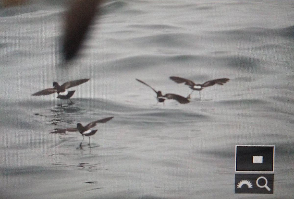 Terry Elborn (@hoopoe2016te) on Twitter photo Great second day out with <a href="/Scillypelagics/">Scilly Pelagics</a> and <a href="/OrioleBirding/">Oriole Birding</a>. An amazing 29 WILSONS petrels seen with 6 dancing together over the waves, just stunning!! 150 Greats, 110 Cory's, 2 Sootys and a Pom Skua, my highlights. <a href="/_James1Phillips/">James Phillips</a> <a href="/Howell1957/">Roger Howell</a> <a href="/GaryElts/">Gary Elton (Norfolk guided birding)</a> <a href="/PaulEele/">Paul Eele</a> <a href="/HantsBirder/">Richard Gilham</a> Great second day out with <a href="/Scillypelagics/">Scilly Pelagics</a> and <a href="/OrioleBirding/">Oriole Birding</a>. An amazing 29 WILSONS petrels seen with 6 dancing together over the waves, just stunning!! 150 Greats, 110 Cory's, 2 Sootys and a Pom Skua, my highlights. <a href="/_James1Phillips/">James Phillips</a> <a href="/Howell1957/">Roger Howell</a> <a href="/GaryElts/">Gary Elton (Norfolk guided birding)</a> <a href="/PaulEele/">Paul Eele</a> <a href="/HantsBirder/">Richard Gilham</a>