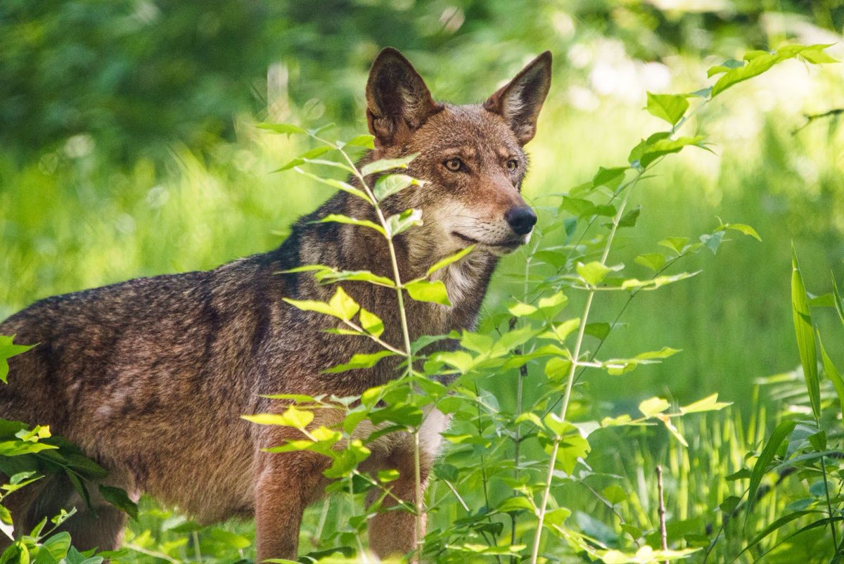 STLWolfCenter's tweet photo. Our Summer Appeal for #AmericanRedWolves is officially over.
Weโre thrilled to share that, thanks to your generosity, we raised over $67,000 for this important species. ๐
Thank you to everyone who supported our campaign. Weโre sending howls of gratitude to you! https://t.co/tDmWu0j6v4