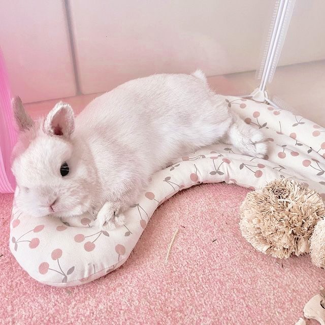 enquanto algumas pessoas amam cachorros e gatos, eu amo coelhos. conheçam meu bebê, o sr. cinnamon roll! ᯓᡣ𐭩