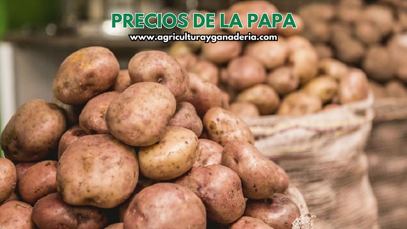 Periódico Agricultura &amp; Ganadería
*PAPA: PRECIOS MAYORISTAS DE LA PAPA EN BOGOTÁ* – Sábado 10 de agosto de 2024
*PIQUE en la imagen para ver el informe*
youtu.be/Ty5-pzvK6DI