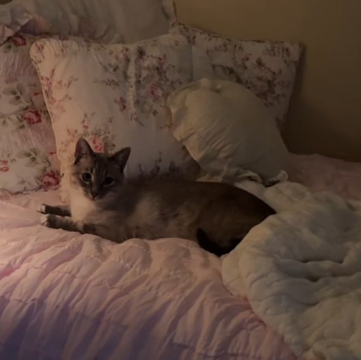 NEVERMIND. CRAFTING CANCELLED. A CAT CAME IN THROUGH THE FLAPOMAT.