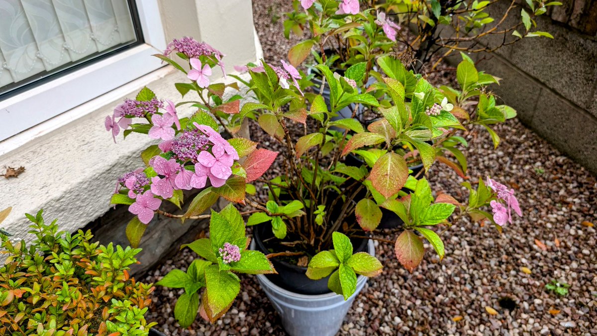 mazj_uk's tweet photo. Pink front garden 🌸
#PinkIsLife 🩷
@B_Abanana ⚡ https://t.co/HVjqEmdNM3