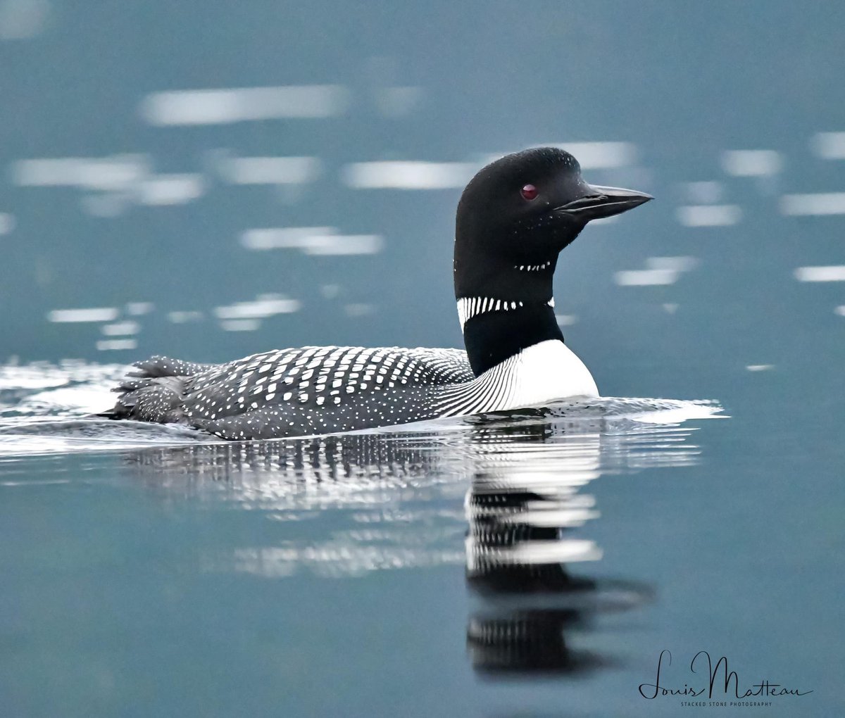 Lmatteau66's tweet photo. The Loon couple on Tally Lake Montana. Had to be moving pretty early to catch a glimpse. #loonsofinstagram #loons #tallylakemontana #loonsoftallylake #wildlife_photographers #montanainsummer https://t.co/PEsHr2gNQH