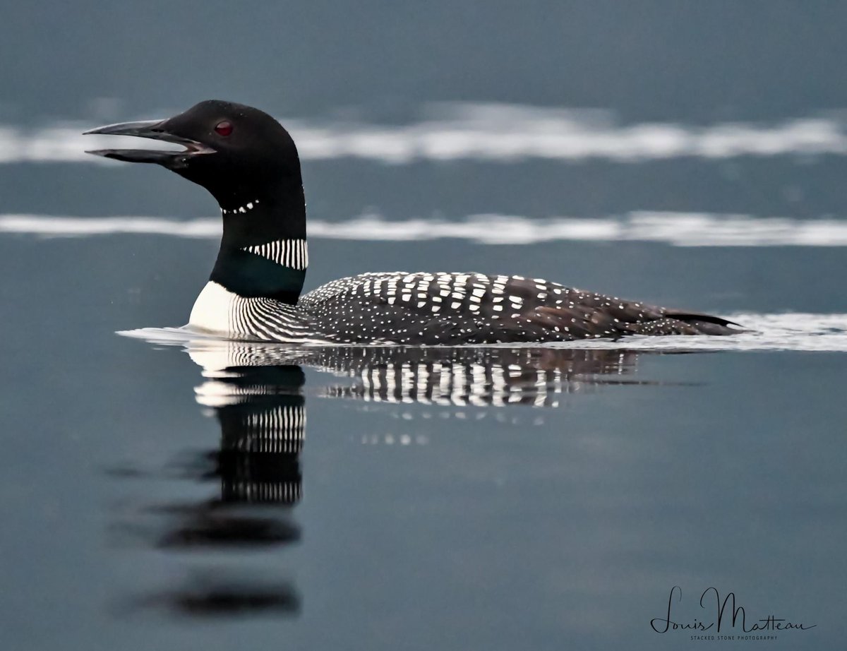 Lmatteau66's tweet photo. The Loon couple on Tally Lake Montana. Had to be moving pretty early to catch a glimpse. #loonsofinstagram #loons #tallylakemontana #loonsoftallylake #wildlife_photographers #montanainsummer https://t.co/PEsHr2gNQH