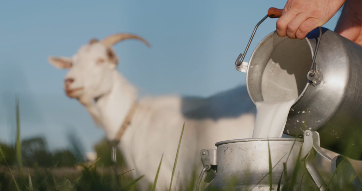 photobiogenesis's tweet photo. Why do I promote goat/sheep milk over cow milk?

- Higher in potassium, calcium, and other minerals
- Higher protein content (extra 1g/cup)
- Contains A2 casein which tends to digest better in those sensitive to dairy
- More short chain fats like butyrate
- More medium-chain fats which are neuroprotective and anti-inflammatory
- More odd-chain fats like C15, which are associated with longevity and lower risk of heart disease and diabetes

Goat/sheep milk also has a richer taste reminiscent of fresh raw milk