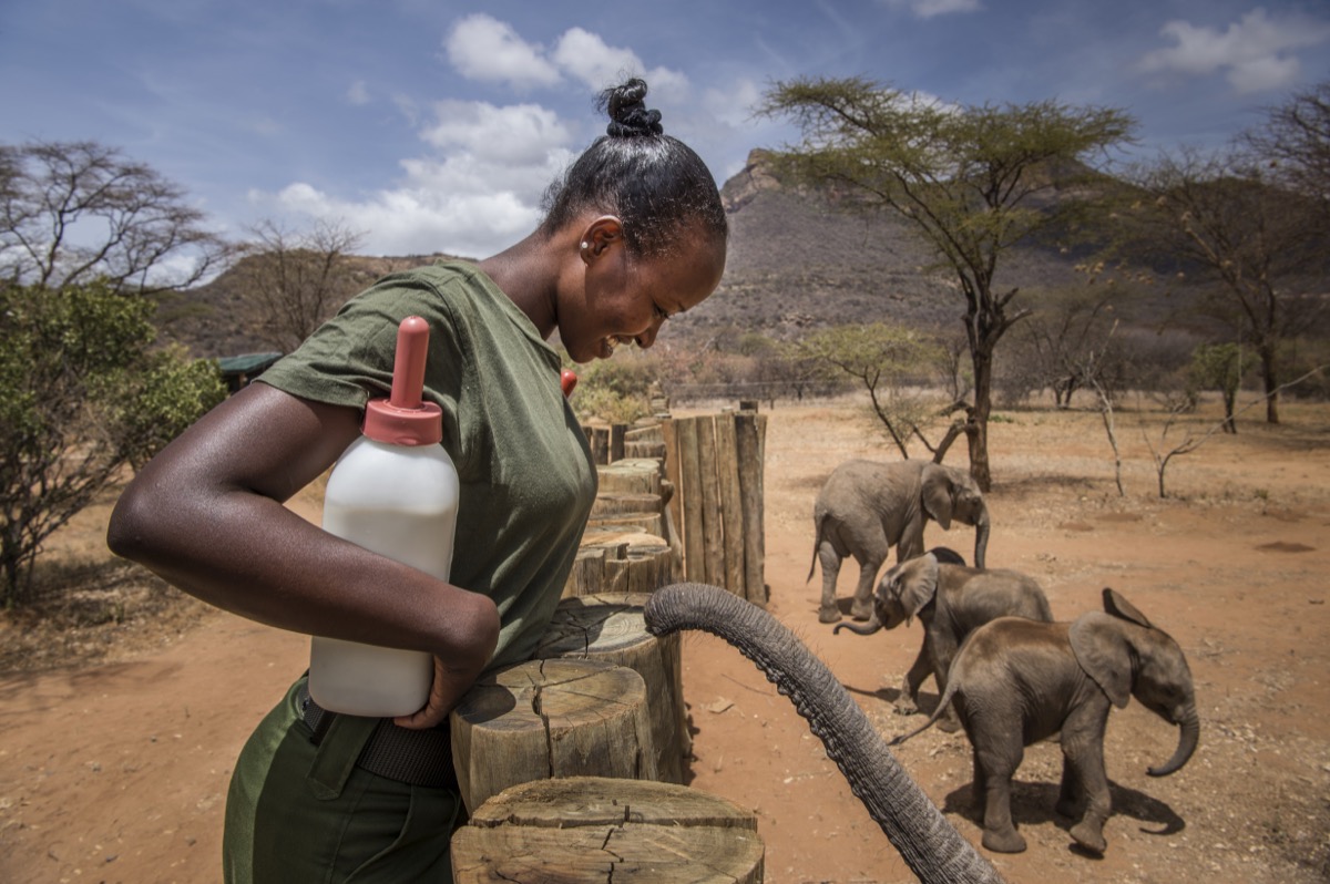 RetetiSanctuary's tweet photo. World Elephant Day is just around the corner, and our ✨ Milk Match ✨ is back!
At Reteti, milk truly is the gift that keeps on giving! This year, every bottle gifted will be matched up to 10,000 bottles! 👏🏽
#reteti #WorldElephantDay
Photo: Ami Vitale https://t.co/iRgSdoEisw