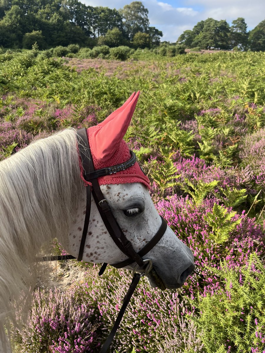 Beth8998's tweet photo. The forest being full of purple makes me happy💜 https://t.co/p40Dh0r2LS