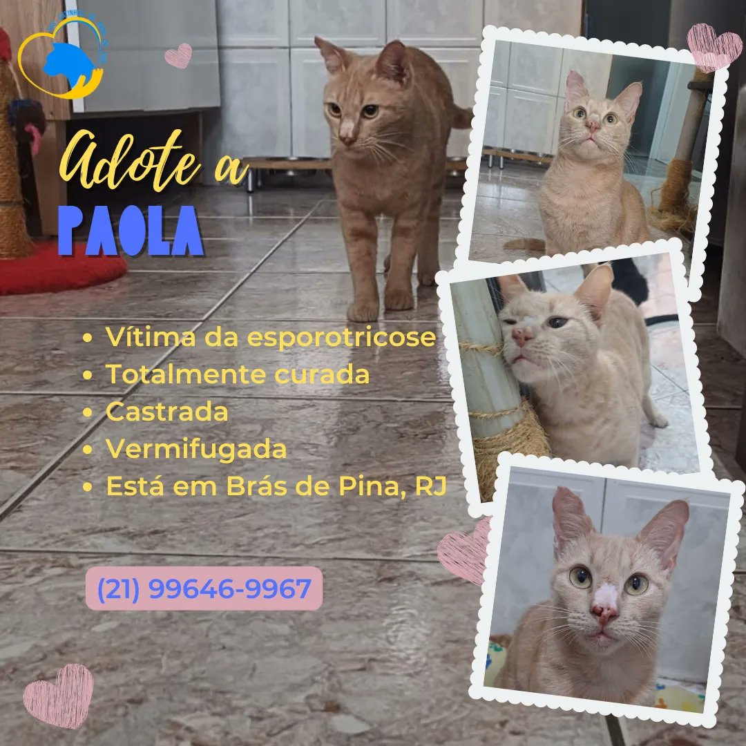 sos_bras's tweet photo. Esperança de dias melhores... é oq nos define! Esperança de poder conseguir boas adoções e apadrinhamento! Esperança q os animais resgatados tenham voz! 😇

Se não puder adotar, apadrinhe!
Participe de nossa campanha de UM REAL! Não vá embora sem DOAR! 🥰

 ➡Pix: 21 99646 9967 https://t.co/ApV5KsTQWv