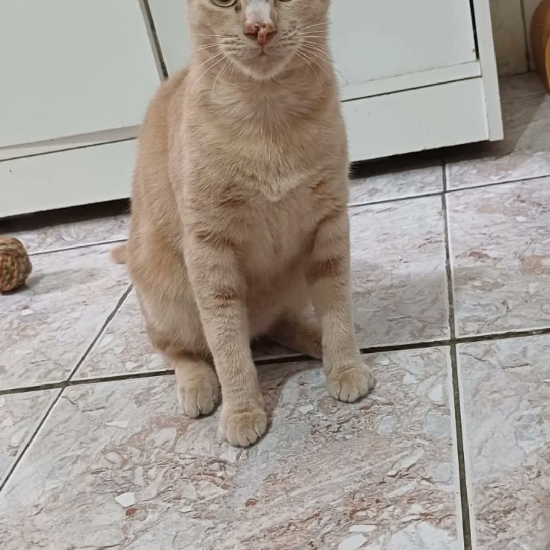 sos_bras's tweet photo. Esperança de dias melhores... é oq nos define! Esperança de poder conseguir boas adoções e apadrinhamento! Esperança q os animais resgatados tenham voz! 😇

Se não puder adotar, apadrinhe!
Participe de nossa campanha de UM REAL! Não vá embora sem DOAR! 🥰

 ➡Pix: 21 99646 9967 https://t.co/ApV5KsTQWv