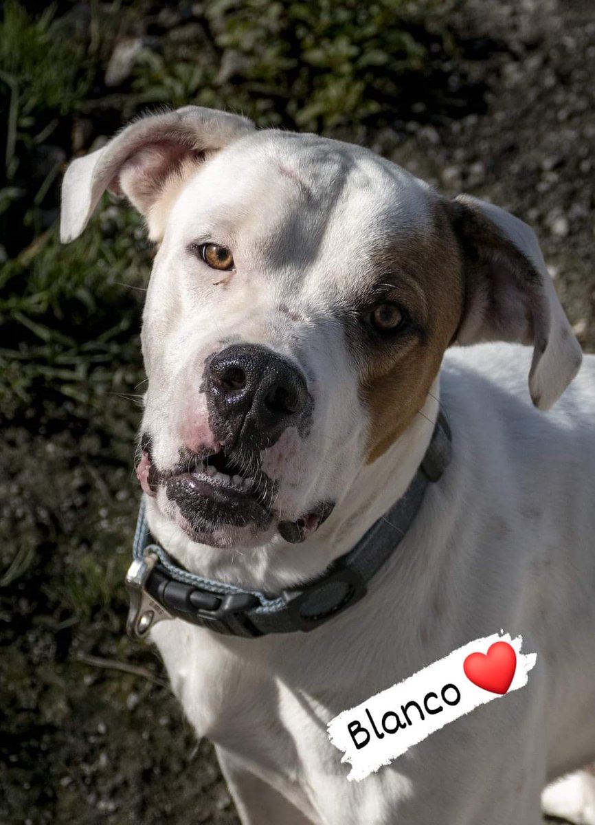 tiziana_55's tweet photo. Enpa Sanremo,Bau a tutti,mi chiamo Blanco,sono giovane  ho 1e mezzo e sono anche molto bello!Sono
buonissimo con tutti, faccio tante feste e mi piace prendermi le coccole dei volontari 😍 Vorrei una nuova famiglia a cui donare tutto il mio amore ❣️info 3495859722  3289512769 https://t.co/agcRf0TRhM