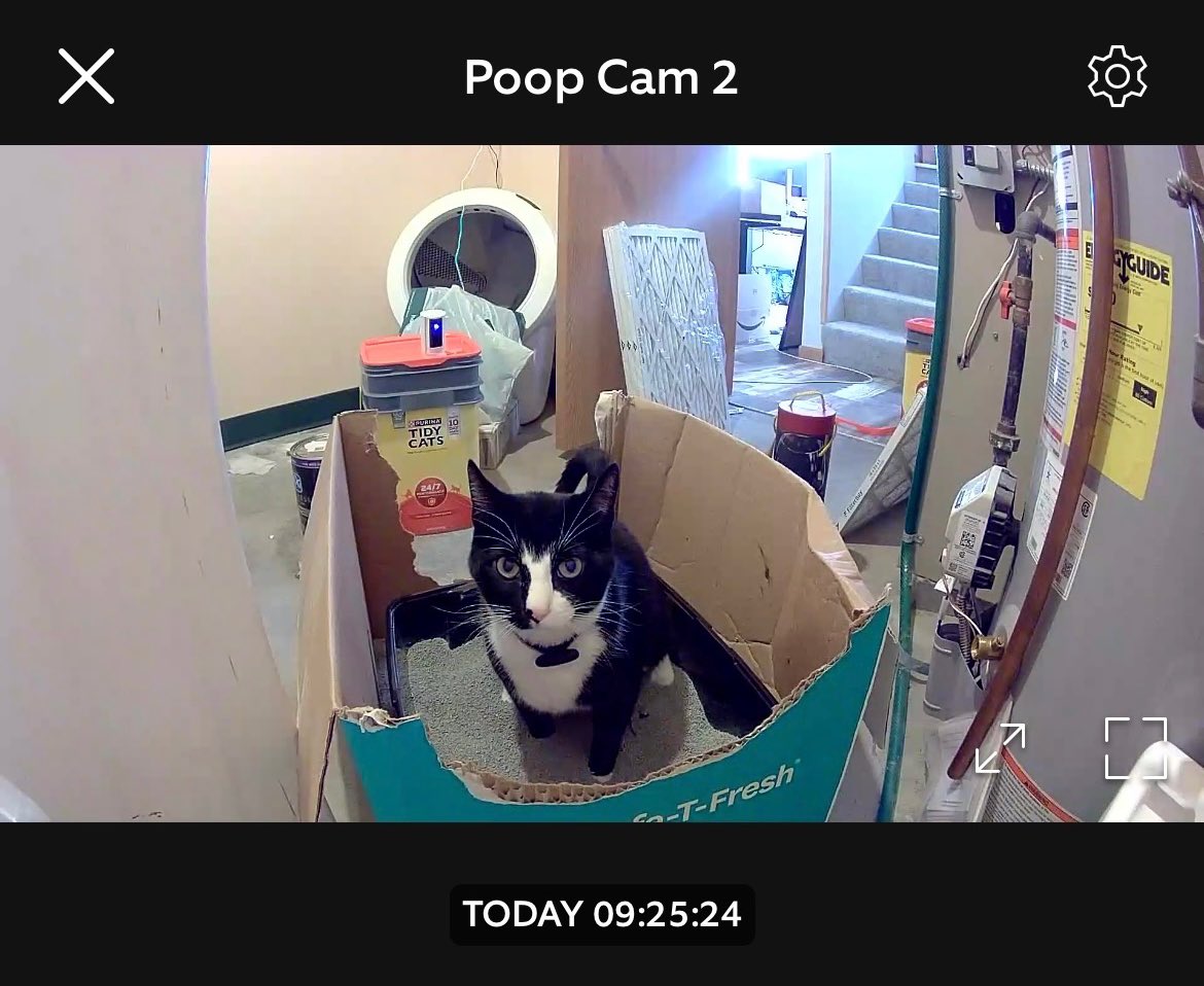the face of a man who cost me $350 at the vet bc he was extremely constipated, who right as we got home from the vet took the biggest dump i’ve ever seen a cat take