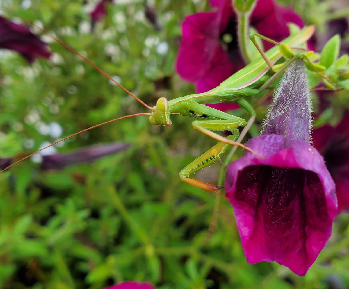 Splatoon2Domin8's tweet image. Nature is cool! My lil friend.