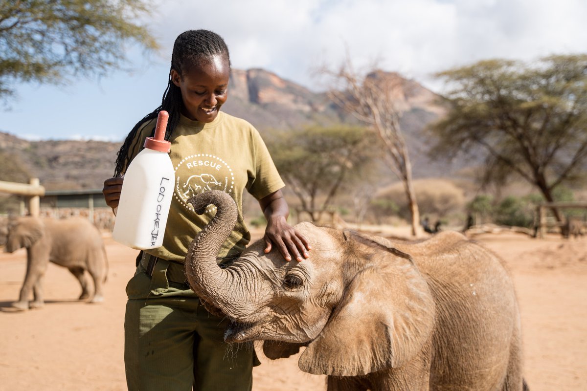 RetetiSanctuary's tweet photo. Visit https://t.co/Zx9l8hjjad to choose how many bottles you’d like to gift. It only takes a few clicks to make a huge difference.
Click, Milk, Match! 🍼
#reteti #worldelephantday
Photo: Simon Pocock https://t.co/DYwzmkEAV8