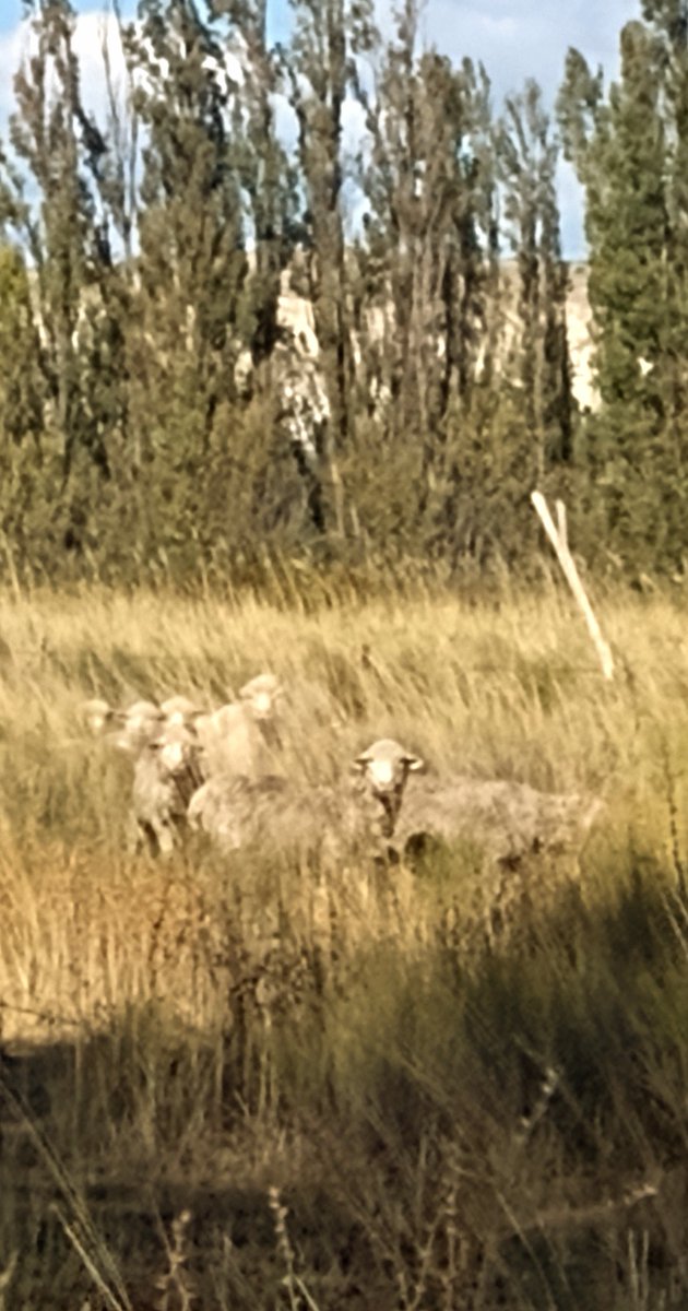 Considero que en los establecimientos ovinos en el periodo de parición plantear un manejo animal semi-intensivo es lo adecuado para reducir las pérdidas de corderos. Tener un sistema de cría más controlado en esa etapa productiva va a mejorar los índices...