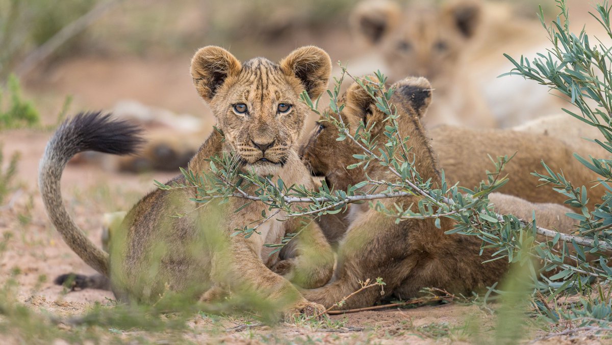 Feast your eyes on the next generation of Kalahari black-maned lions, photographed by @TheLifeofMarcus at #Tswalu. These golden-eyed cats embody the raw, untamed beauty of the Kalahari. #WorldLionDay #LionConservation #BlackManedLions #KalahariLions