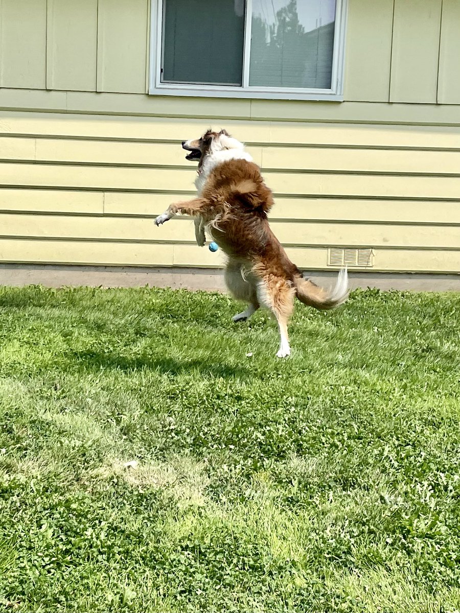 WilmaBenton19's tweet image. Sometimes you miss the catch but it’s okay as long as you don’t give up. 
Keep trying - you’ll get it! 
#dogsoftwitter #dogsofx #persistance