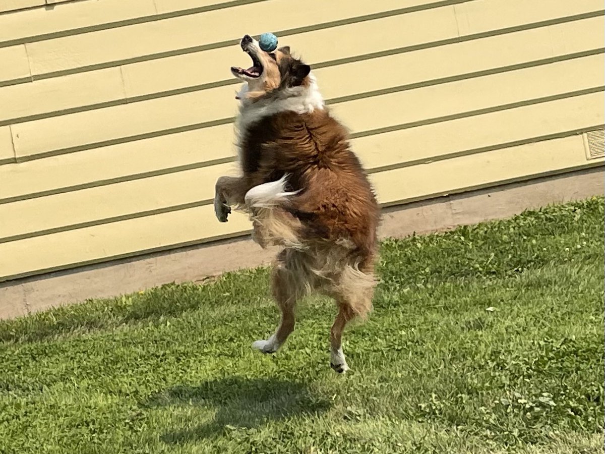 WilmaBenton19's tweet image. Sometimes you miss the catch but it’s okay as long as you don’t give up. 
Keep trying - you’ll get it! 
#dogsoftwitter #dogsofx #persistance