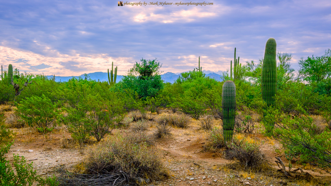 MarkMyhaver's tweet photo. Sonoran Vista 25554
Photography by Mark Myhaver 
https://t.co/X1fWtbs0af 
#myhaverphotography #sonorandesert #maran #arizona https://t.co/GBKh0AZzXb