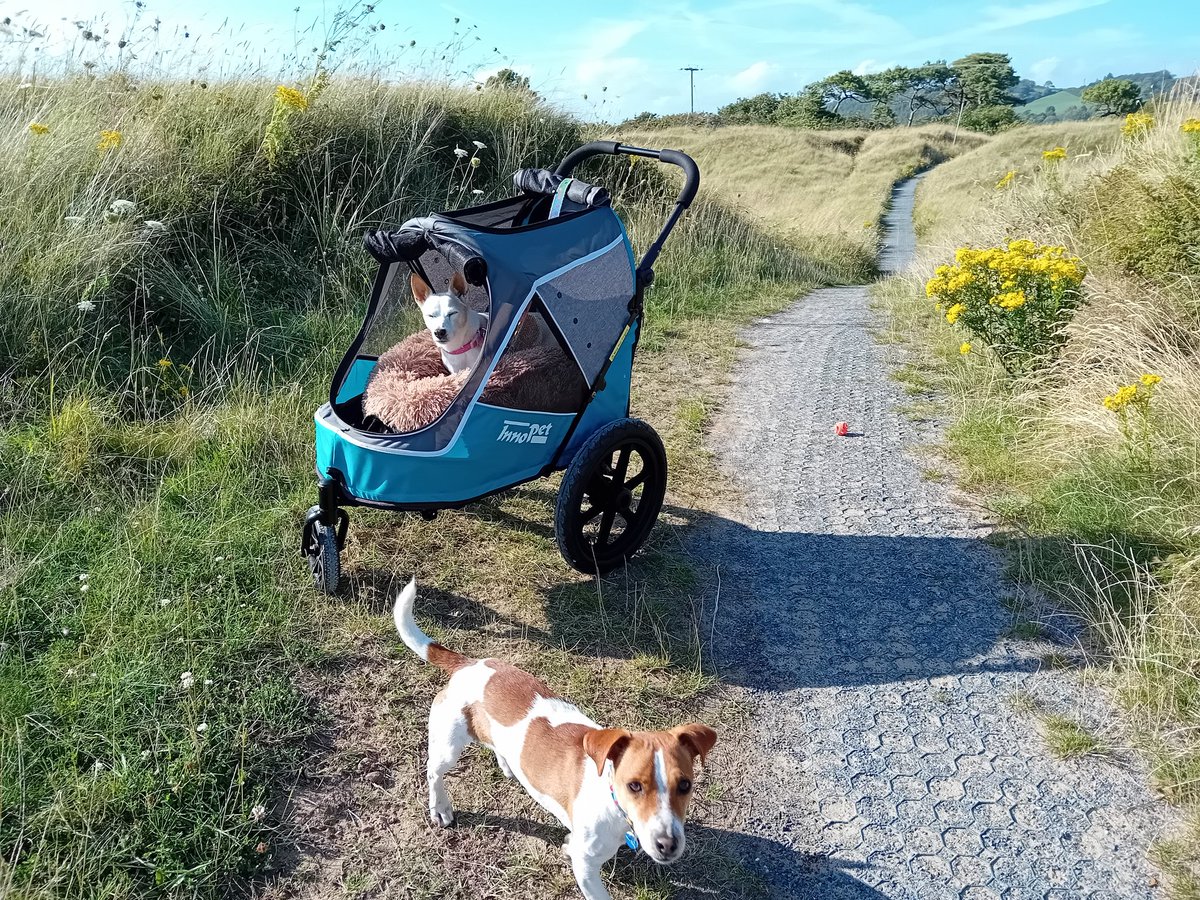 angiloveslife's tweet photo. Loving the open spaces, clocking up the miles with the buggy and enjoying our day #lilydog #tuckerdog #millenniumcoastalpath #pembrey #innopet #CARMARTHENSHIRE https://t.co/zmtf2TKkty