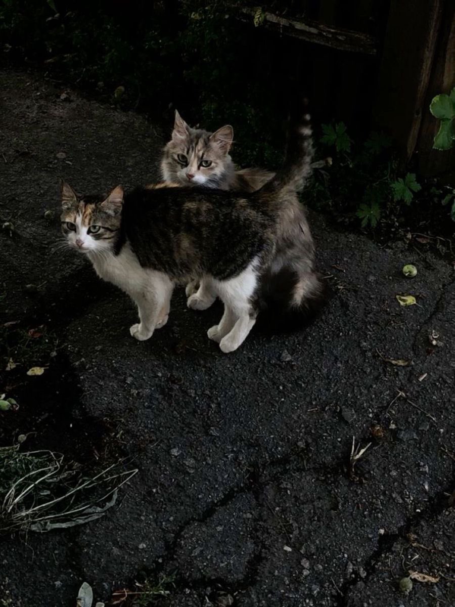 kitten tweet media
