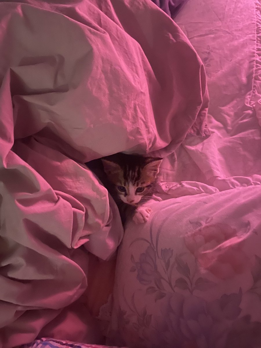 scaredydotcat's tweet photo. shhh shes going to sleep https://t.co/kgPmu60bvH