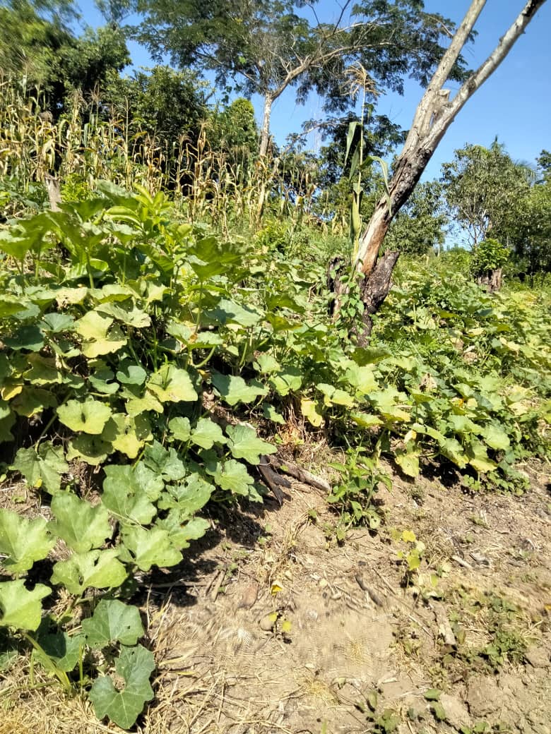 ViltresMiguel's tweet photo. #ModoSiSePuede en la #SalaDeTelevisión de Charcon,de nuestro #PlanTurquinoMasoense, imágenes de su autoconsumo.
#SoberaniaAlimentaria #GenteQueSuman #GenteQueProduce #ModoProductivo #ModoVerano
#CubaViveYTrabaja #Granma https://t.co/1U6jc3h9ge