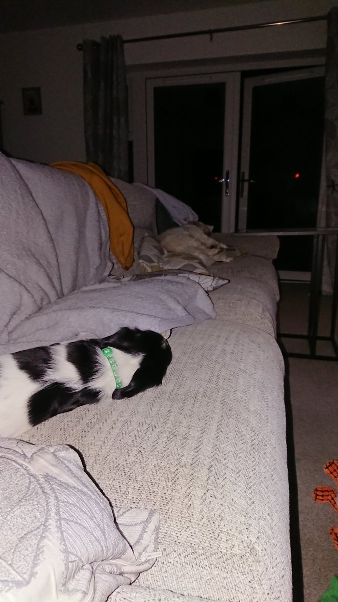 Kevthegreat74's tweet photo. Puppy and old dog dog not enjoying my music the dicks https://t.co/PJ41i8DYp6