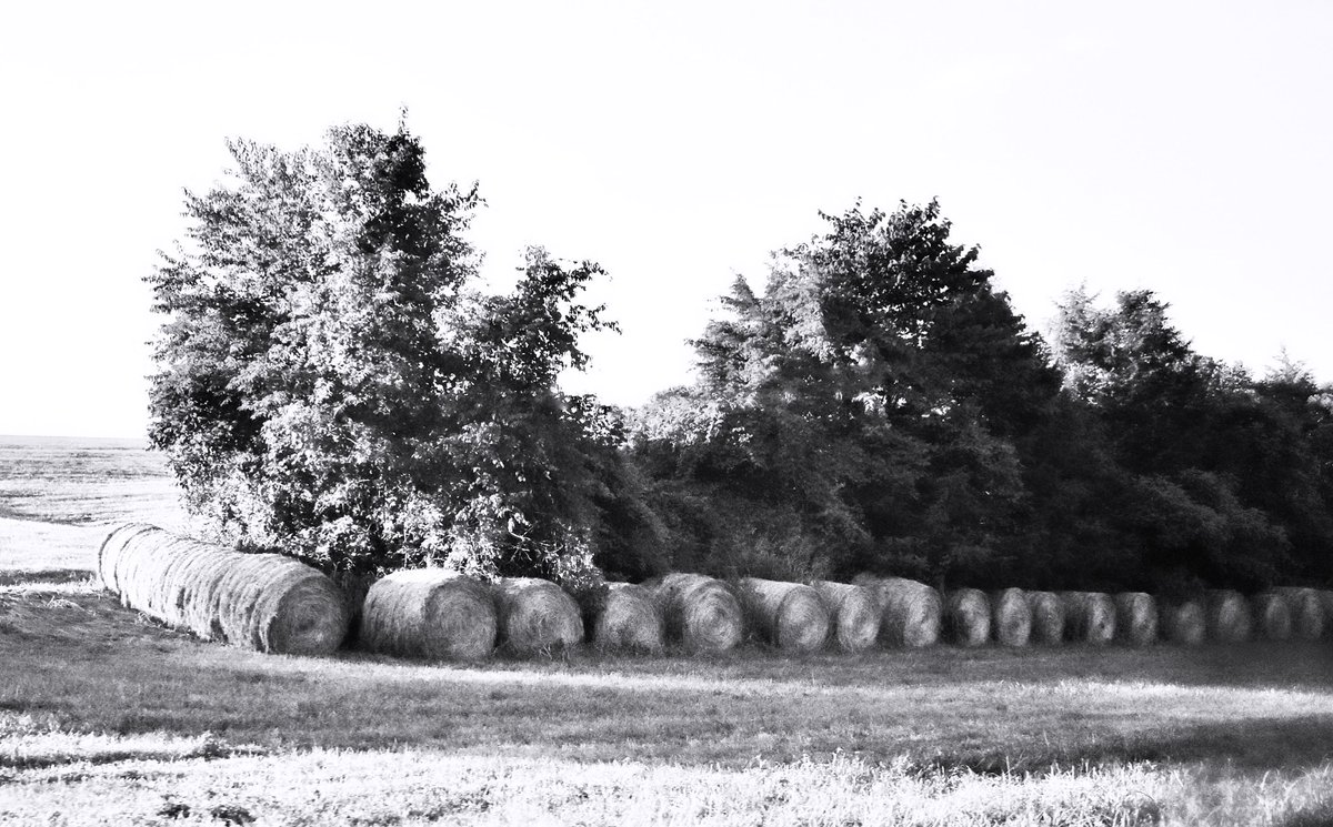 K_D_Thompson's tweet photo. Country living in black and white

🖤🩶🤍

#photography #bnw #blackandwhitephotography #landscapephotography https://t.co/mqa0yBHOeU