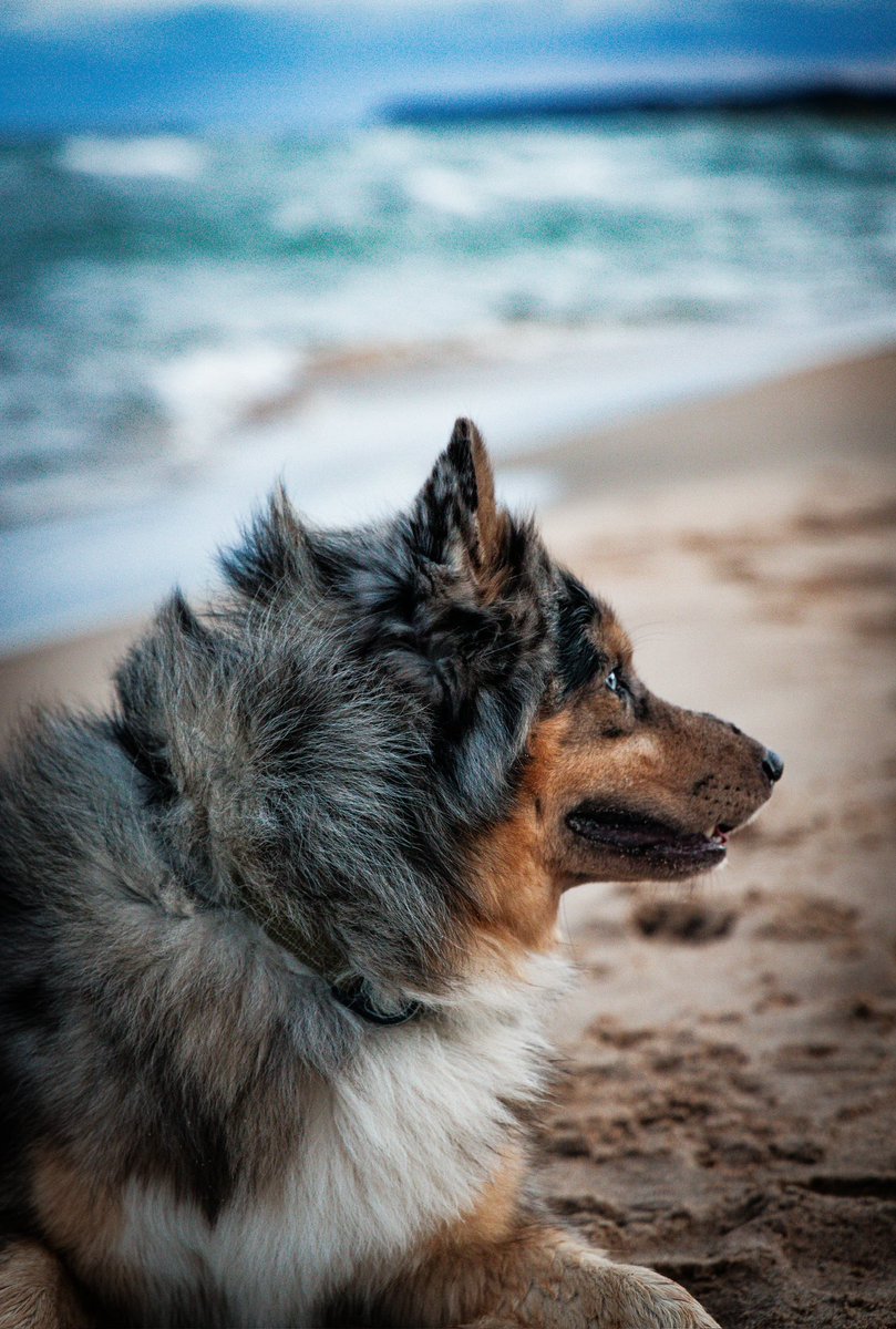 kenaispack's tweet photo. full of life 🩵🫶
#dogmom #dogphotography https://t.co/FGAh2Xa0z7