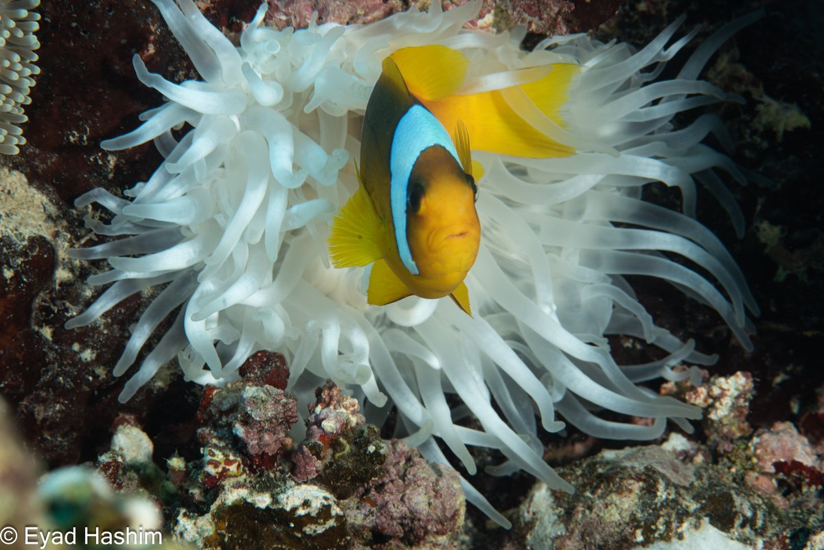 EyadHashim1's tweet photo. @VisualsbySauter ■ Red Sea 
● Nikon
● micro105mm 
09-08-2024
#تصوري_من_بيئتي 
@Lightroom 
@VisualsbySauter
@Panorama
@PanoPhotos
#scuba #padi 
#gi_Saudi
#underwater_world_photography 
#nikonphotography 
#saudicoralreefs
#National_Geographic https://t.co/Vf3MQfhovz