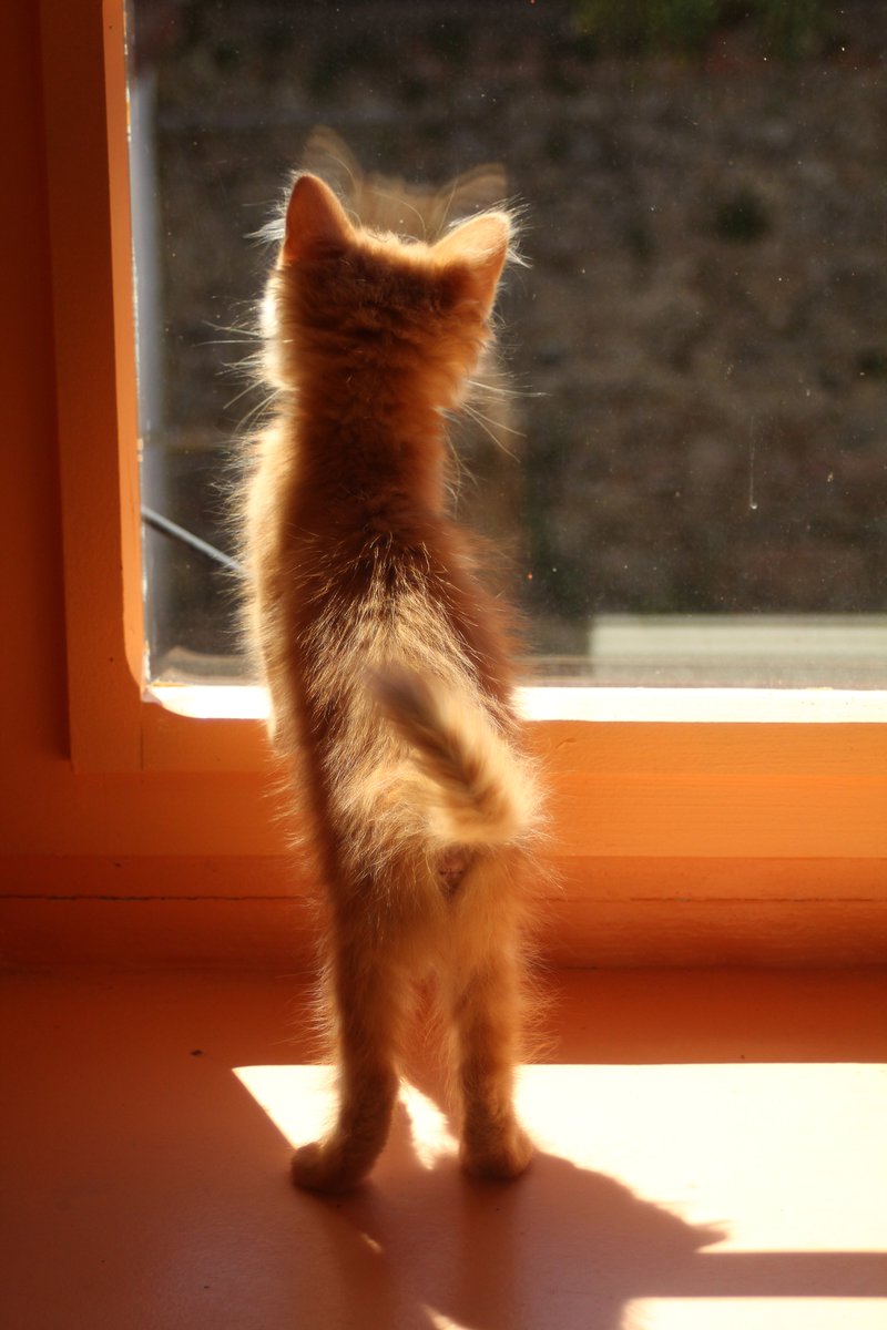 I_Love_Cats2014's tweet photo. More kitten photos I took today.
#catrescue #cat #cute #catplaying #catplaytime #cutecat #photooftheday #CatPhotography #catphotooftheday #Caturday https://t.co/7IBeMUcYl2
